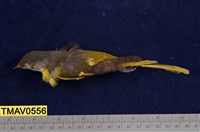 藏品(灰喉山椒鳥)的圖片